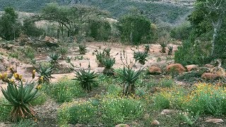 THULA BABA, THULA SANA 🌿 South African Lullaby