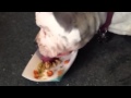 Addie Eats Her Yappy Meal