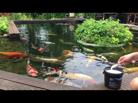 Teichreinigung in 5 min - funktioniert wirklich! Teichpflege, Teichschlamm, Gartenteich, Koiteich