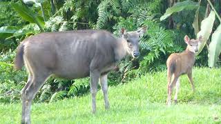 Download lagu Bornean Sambar, Rusa unicolor brookei, Danum Valley, Sabah, Borneo, Malaysia, 9 Dec 2013 (2) mp3 Download lagu Bornean Sambar, Rusa unicolor brookei, Danum Valley, Sabah, Borneo, Malaysia, 9 Dec 2013 (2) mp3