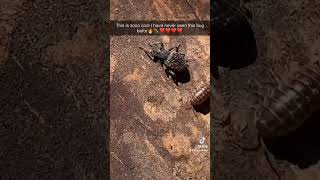 #lovebugs  never seen this little guy be for!!