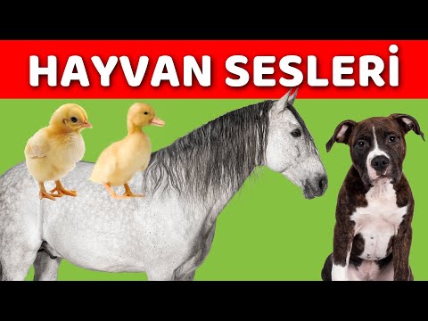 Hayvanlar ve Hayvan Sesleri | Bebekler ve Çocuklar İçin Türkçe Okul Öncesi Eğitici Video
