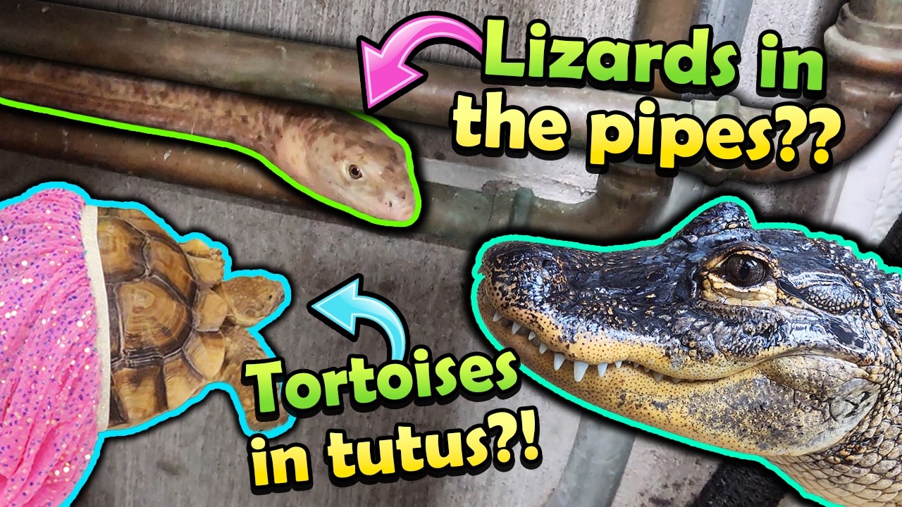 Weird Things that Happen at Snake Discovery (Shenanigans Ep. 9)