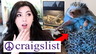 Pet YouTuber Reacts to PET ADS On Craigslist