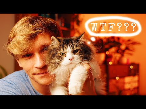 Schrödingers Katze "einfach" erklärt