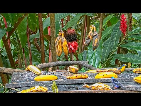 Stunning Male Red-legged Honeycreeper Joins Euphonias On The Panama Fruit Feeder – May 27, 2022