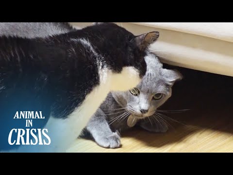 Stray Cat VS Alpha Cat, The Territorial War Ends With...? l Animal in Crisis Ep 447