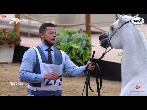 N 273 MOHANNED AL WAAB   9th Qatar National AHS for Individual Owners   Stallions 7 10 Years Old Cla