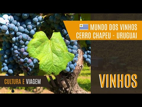 Uma viagem incrível a Bodega Cerro Chapeu | Uruguai