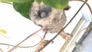 Humming Bird's Nest In My Garden! (And Some News)