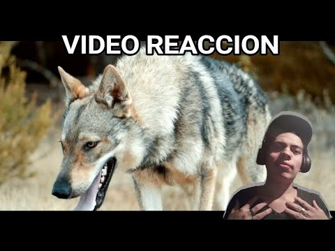 Santaflow - Prefiero ser (ft. Humbria, Norykko, Big Henri) VIDEOCLIP OFICIAL - Video Reaccion
