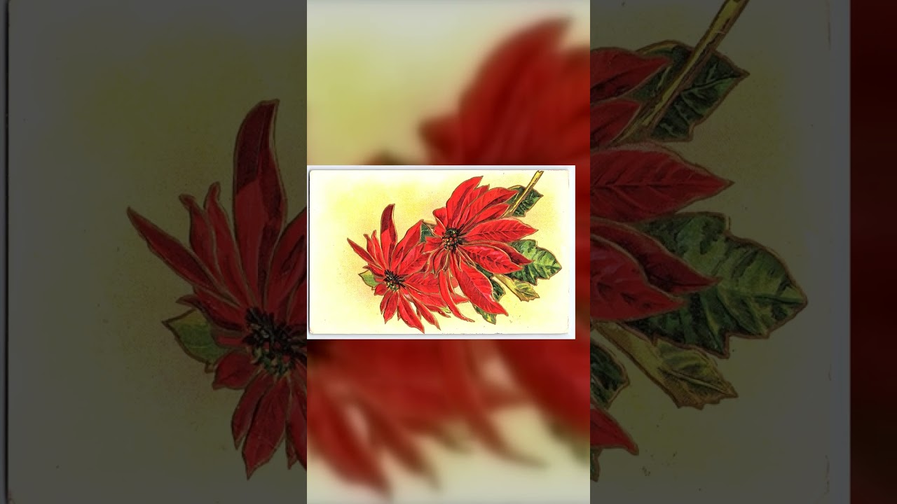 Poinsettia Illustration, Divided Back Postcard, Parkston SD, 1910 Video