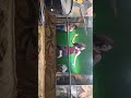 Buland Shahar Numaice Notanki Suman Masoor Juli Ka Dance