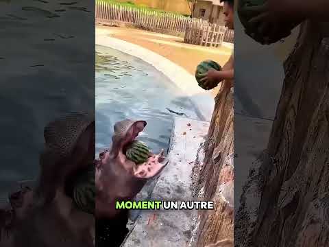 🦛🍉Le moment où un hippopotame touche l'eau pour la première fois !