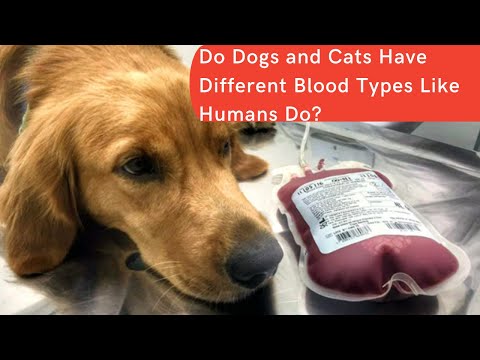Do Dogs and Cats Have Different Blood Types Like Humans Do?