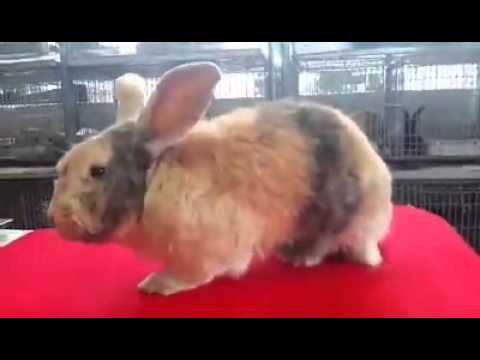 GIGANTE ARLEQUIN ESPARTACO