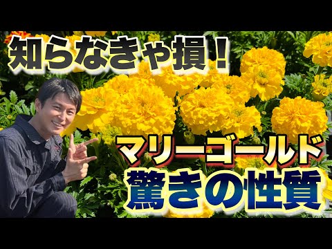 マリーゴールド、マリーゴールド、ベルベットの花 植物