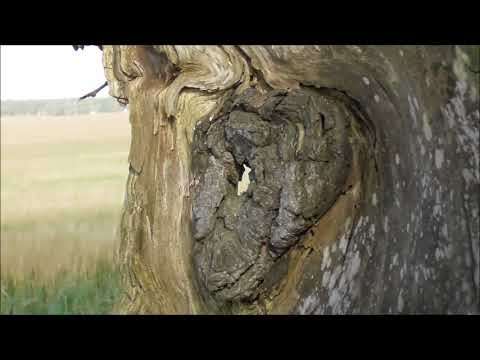 Skåne  Schweden Weide am Wegesrand willow Låt Till Far