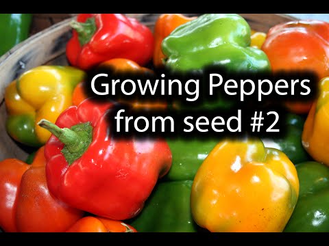How to grow Peppers. Episode #2. All seeds sprouted
