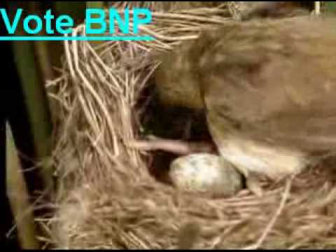 The cuckoo duck effect