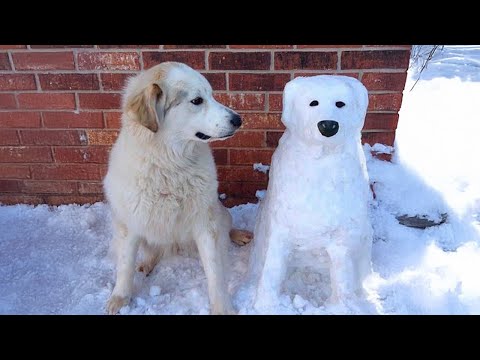 Les chiens réagissent à la première neige - essayez de ne pas rire