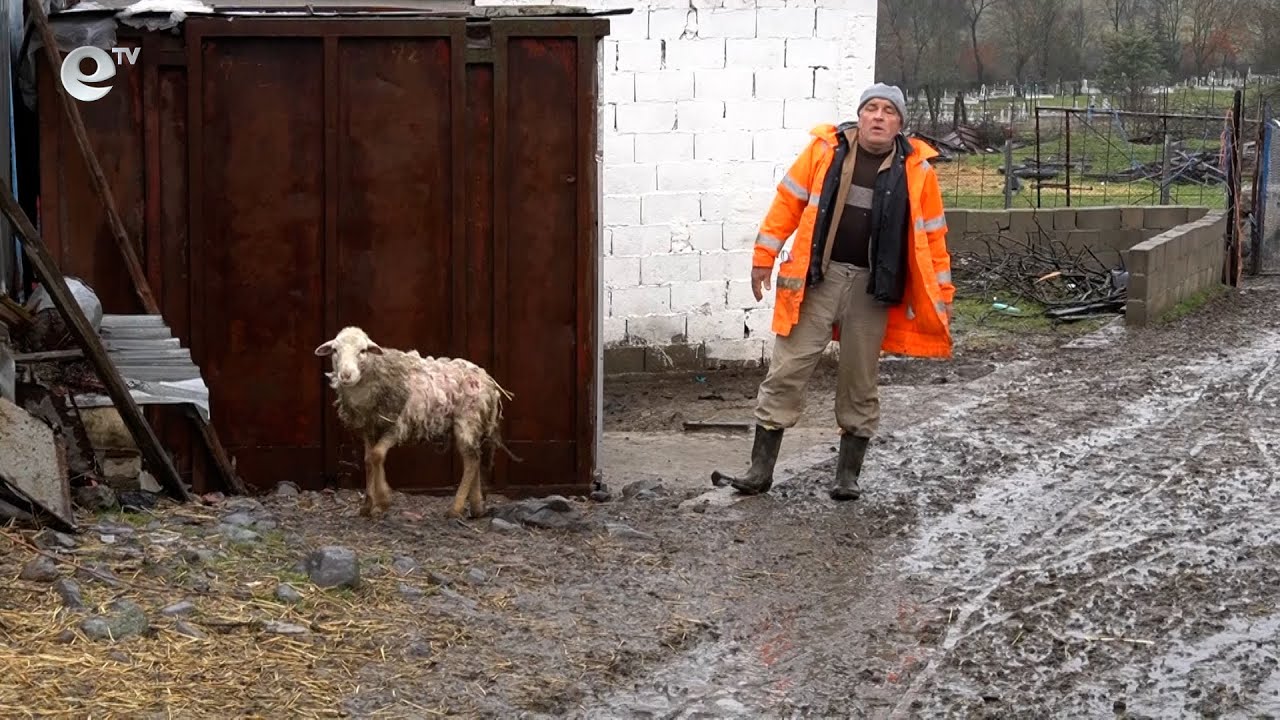 Бездомни кучета нападат добитък в момчилградското село Груево