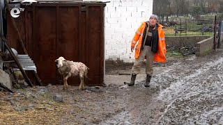 Бездомни кучета нападат добитък в момчилградското село Груево