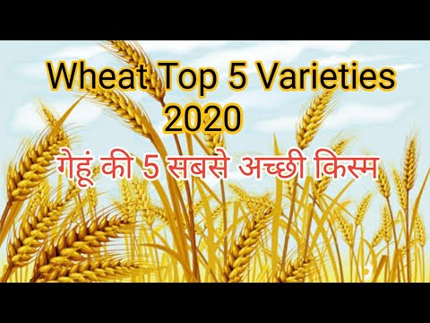 Natural certified wheat seed hd2967, for agriculture, packag...