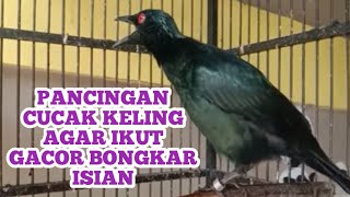 Download lagu PANCINGAN PERLING KUMBANG CUCAK KELING GACOR BONGKAR ISIAN  ROPEL TEMBAHAN DENGAN TELER mp3