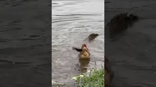 Crocodile Eating Catfish#wildlife#crocodile#hunting#youtubeshorts#shorts