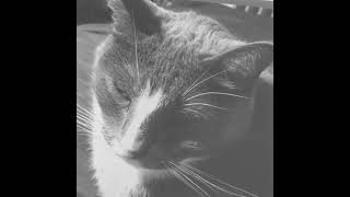 Freezing (Philip Glass with Linda Ronstadt)