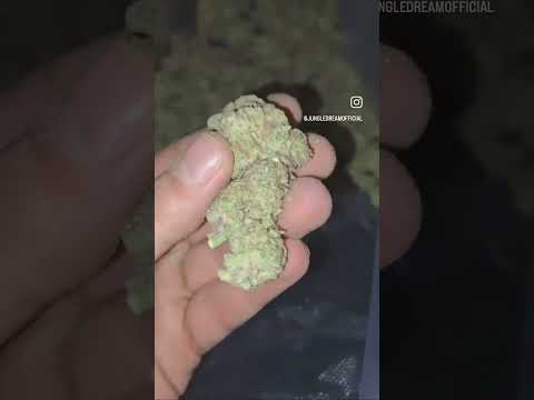 Orange Bud 🍊 #jungledream