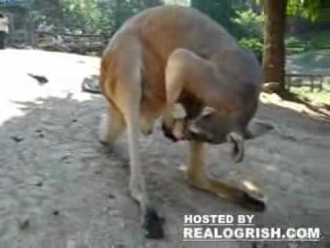 Canguro lame sus bolas