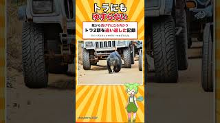 ナマケモノと間違えられたクマが日本から消えました #shorts