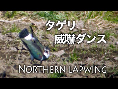 ヴァネルス マイル マイル