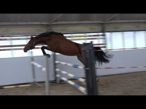 Amadeo van´t Vossenhof Z -  Toulon, OS, gelding * 2020 for sale
