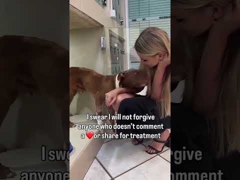 For any help consider donating link in bio to save a stray life in Los Angeles#usashorts#save