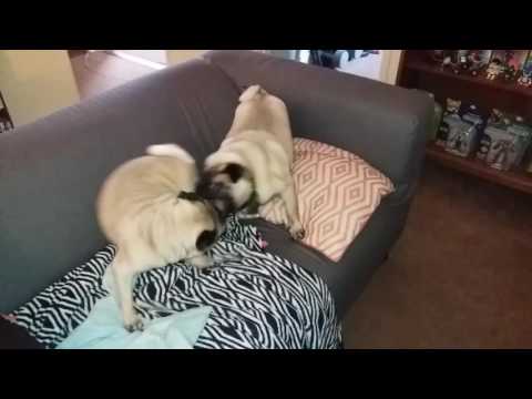 Pugs Wrestling To Metal