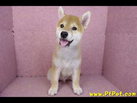 07/11赤色柴犬公幼犬