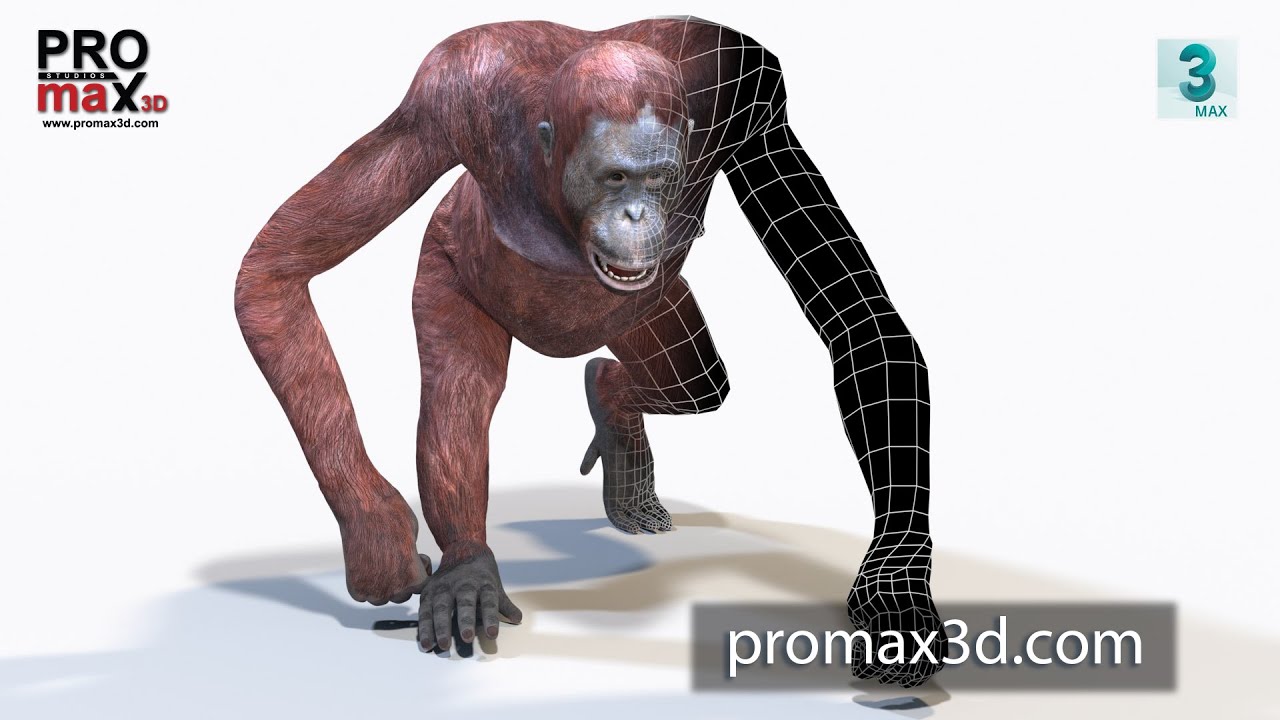 Animated Female Orangutan 3D Model