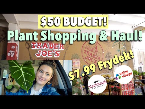 $50 Budget Plant Shopping - Trader Joes, Blackhawk Nursery, & Value Village - Pot & House Plant Haul