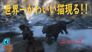 おやじ探しと世界№１かわいい猫