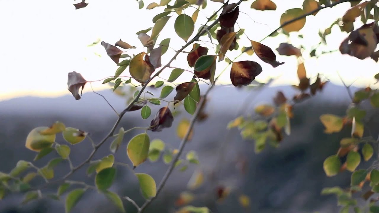 Promotional video thumbnail 2 for Leo Simons
