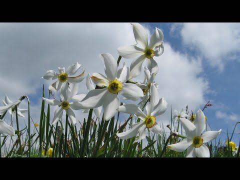 Die Narzissen von Les Avants und Les Pléiades /// 31. Mai 2021