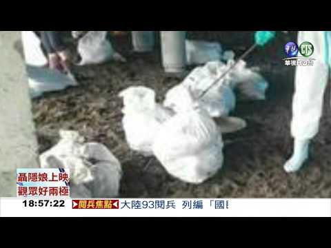 H5N8禽流感 撲殺6064肉鴨