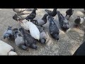 Pigeons In Town