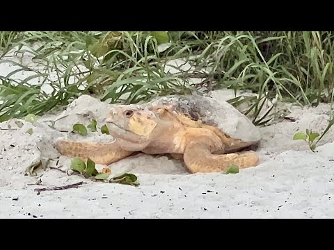 Loggerhead Sea Turtle Laying Eggs on the Beach in North Naples, FL 06.09.22