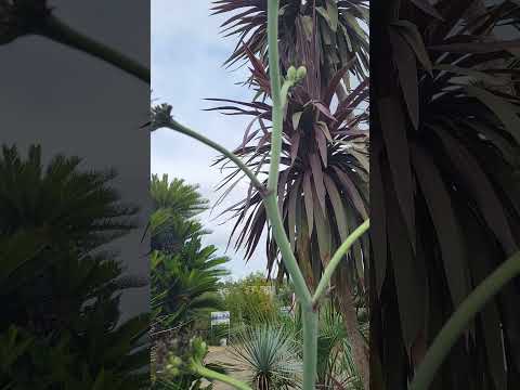 園芸 アメリカのリュウゼツラン