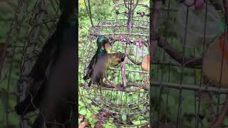 Download lagu Mikat Kolibri Muncang mp3 Download lagu Mikat Kolibri Muncang mp3