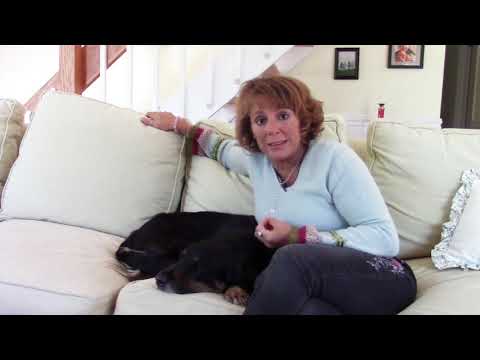 Energy Healing, Animal Communication, Telepathy & Your Animals: Holistic Living For People & Animals